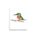 American Pygmy Kingfisher art print