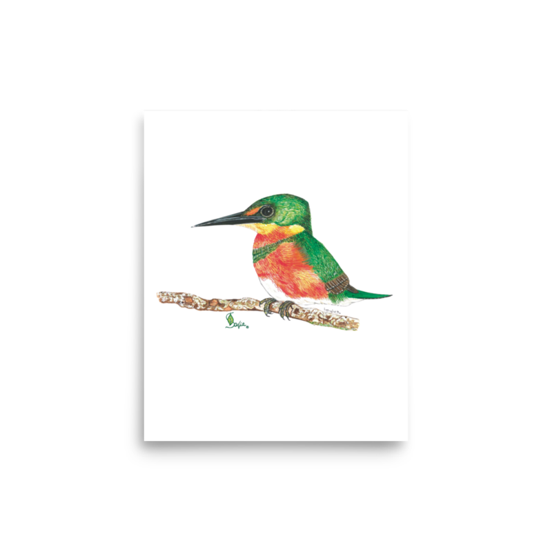 American Pygmy Kingfisher art print on matte paper, Printful mockup