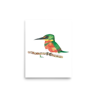 American Pygmy Kingfisher art print on matte paper, Printful mockup