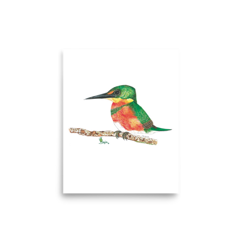 American Pygmy Kingfisher art print