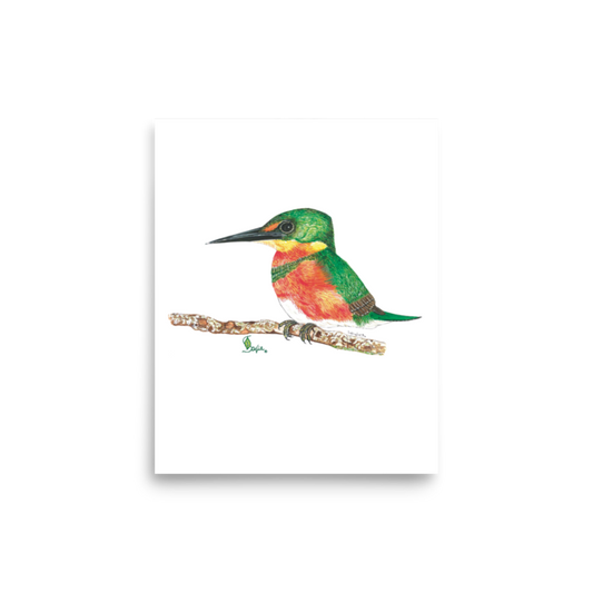 American Pygmy Kingfisher art print on matte paper, Printful mockup