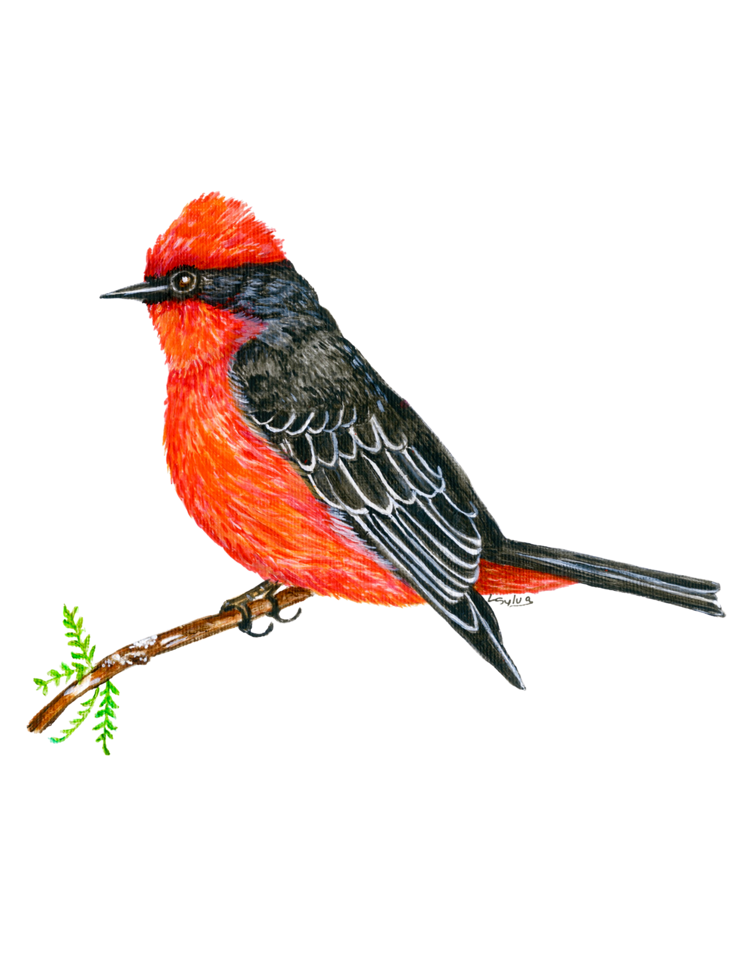 Hand-painted acrylic: Vermilion Flycatcher by Lilly Sylva