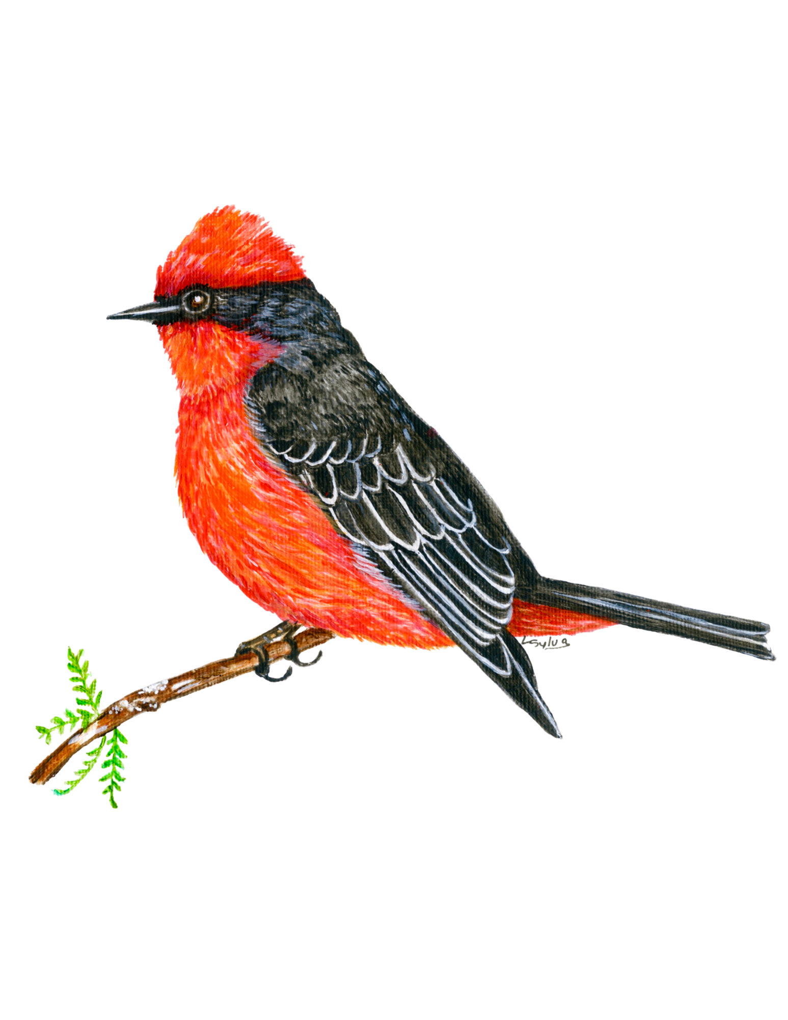 Hand-painted acrylic: Vermilion Flycatcher by Lilly Sylva