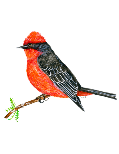 Hand-painted acrylic: Vermilion Flycatcher by Lilly Sylva