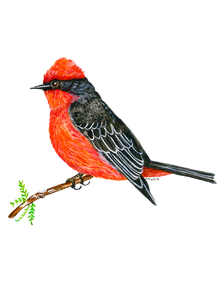Hand-painted acrylic: Vermilion Flycatcher by Lilly Sylva