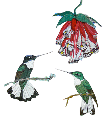 Hand-painted acrylic: Collared Inca by Lilly Sylva