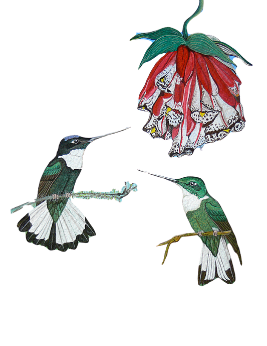 Hand-painted acrylic: Collared Inca by Lilly Sylva