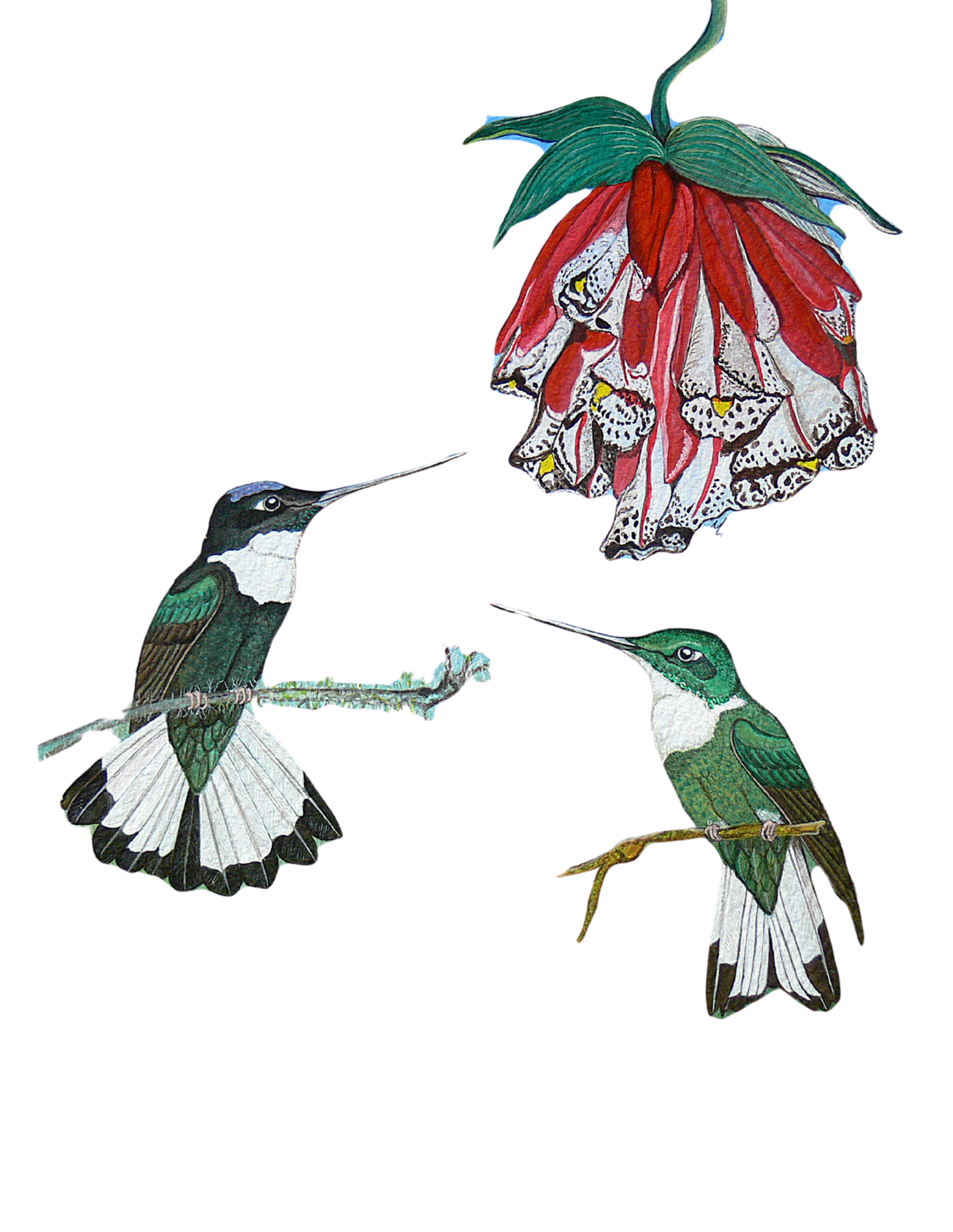 Hand-painted acrylic: Collared Inca by Lilly Sylva