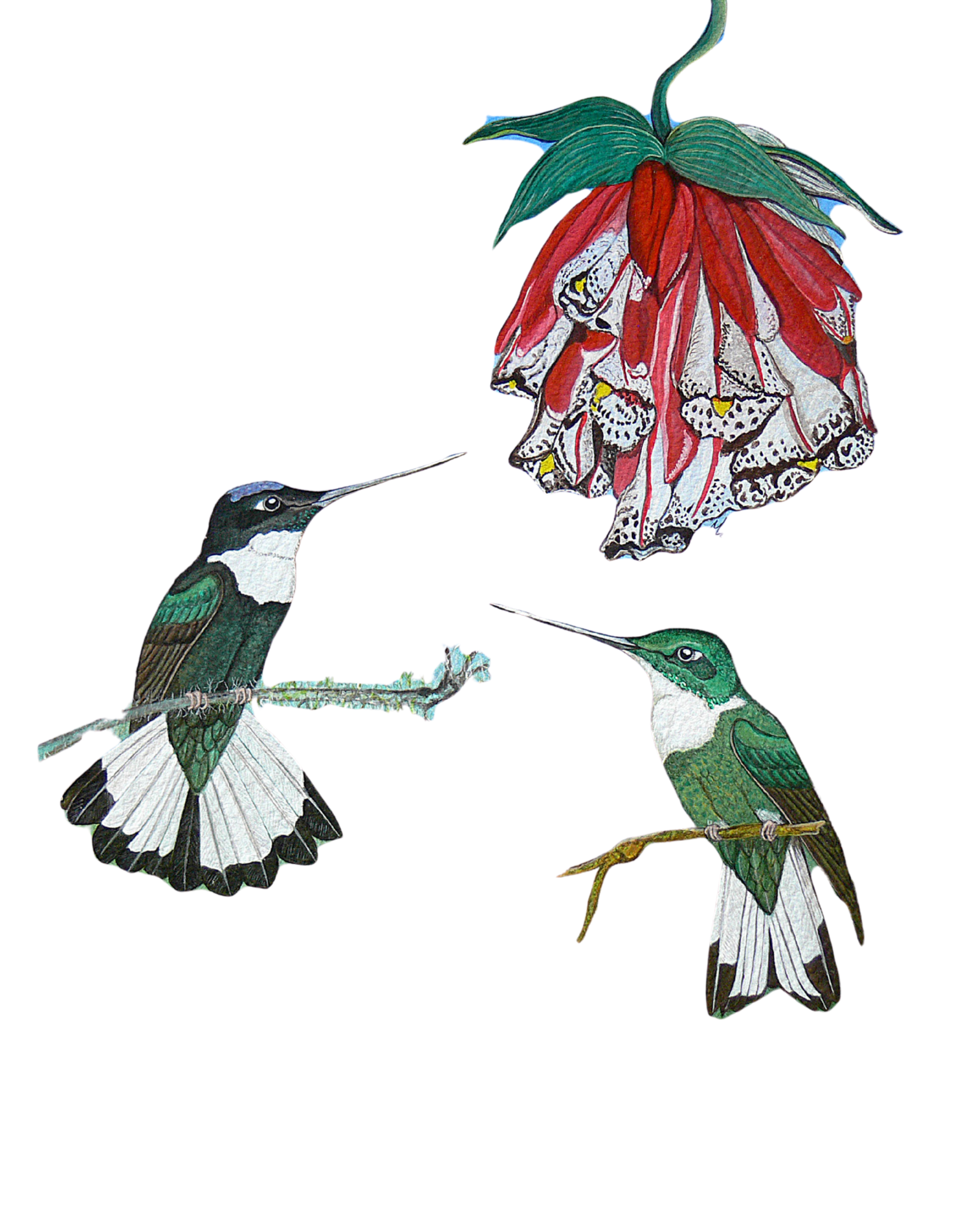 Hand-painted acrylic: Collared Inca by Lilly Sylva