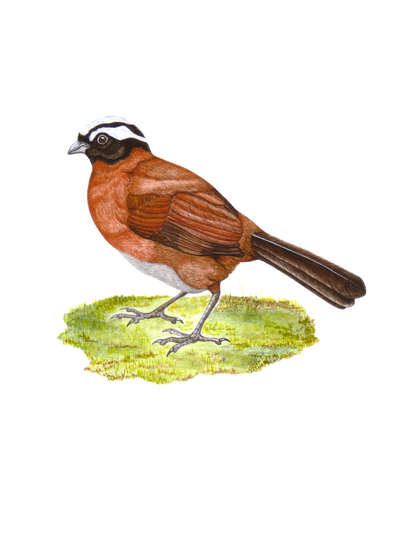 Hand-painted acrylic: Tanager Finch by Lilly Sylva