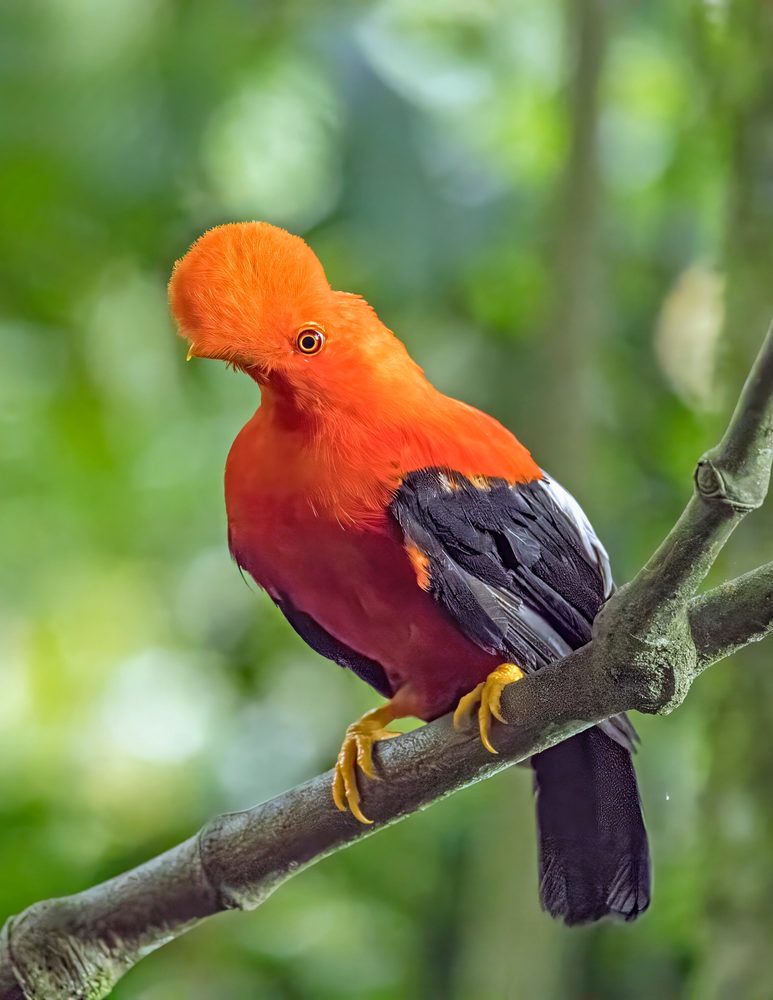 Photograph of an Andean cock-of-the-rock in the wild