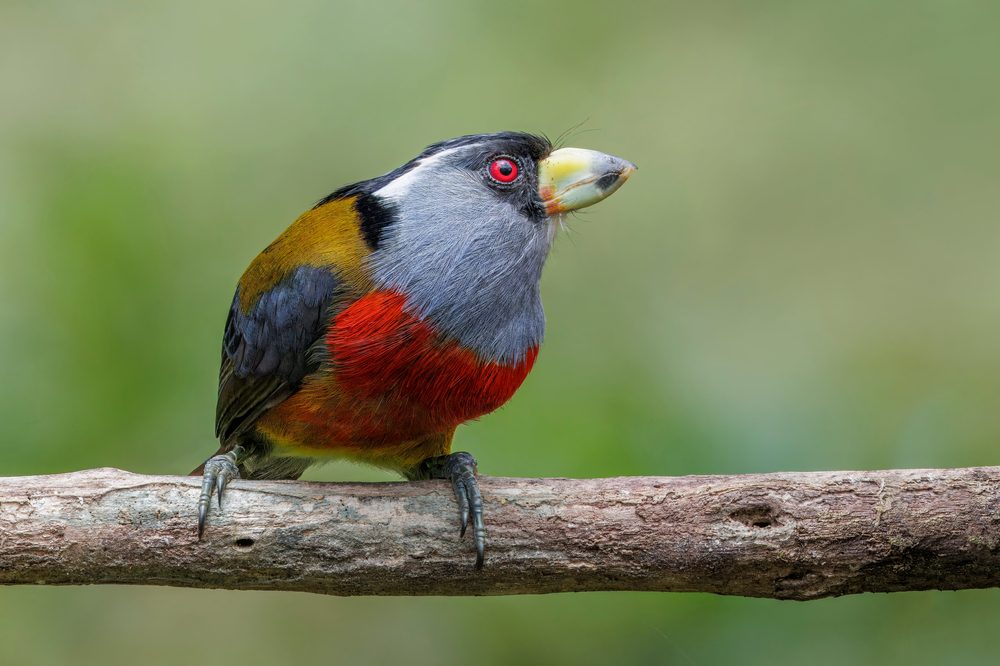 Photograph of a toucan barbet in the wild