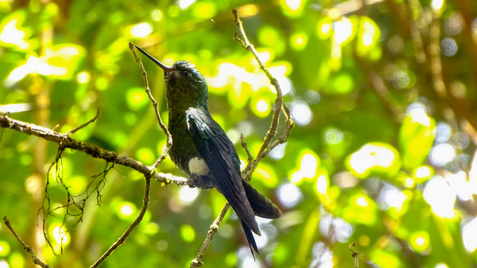Black-breasted Puffleg perched on a branch at Yanacocha Reserve